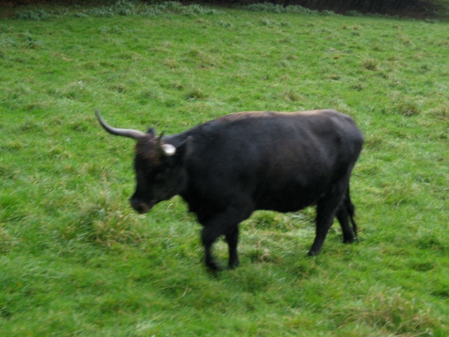 Saint-Michel - Borzée 2007